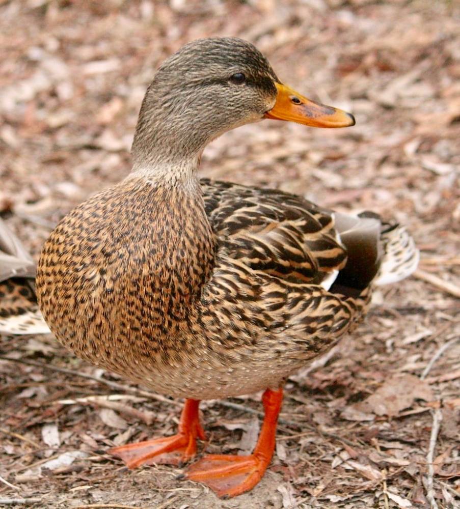 Lovely lady looking for some action down at the pond by Ducklover Bonnie is licensed under CC BY-ND 2.0